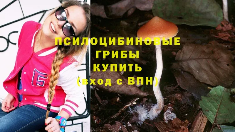 Псилоцибиновые грибы Psilocybe  Кущёвская 